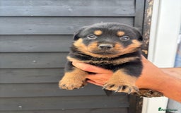Rottweiler dogs for sale: Rottweiler puppies for sale. - Image 5