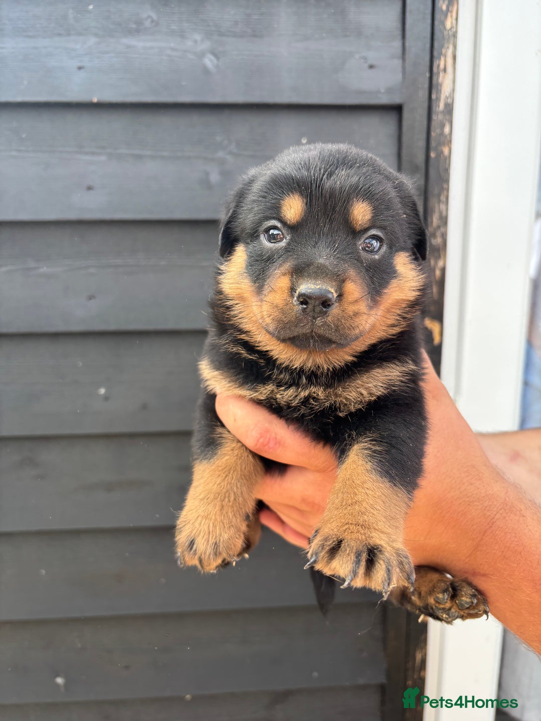 Rottweiler dogs for sale: Rottweiler puppies for sale. - Image 5