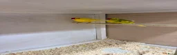 Parrots birds for sale: Proven Pair of Kakarikis  in York - Advert 1