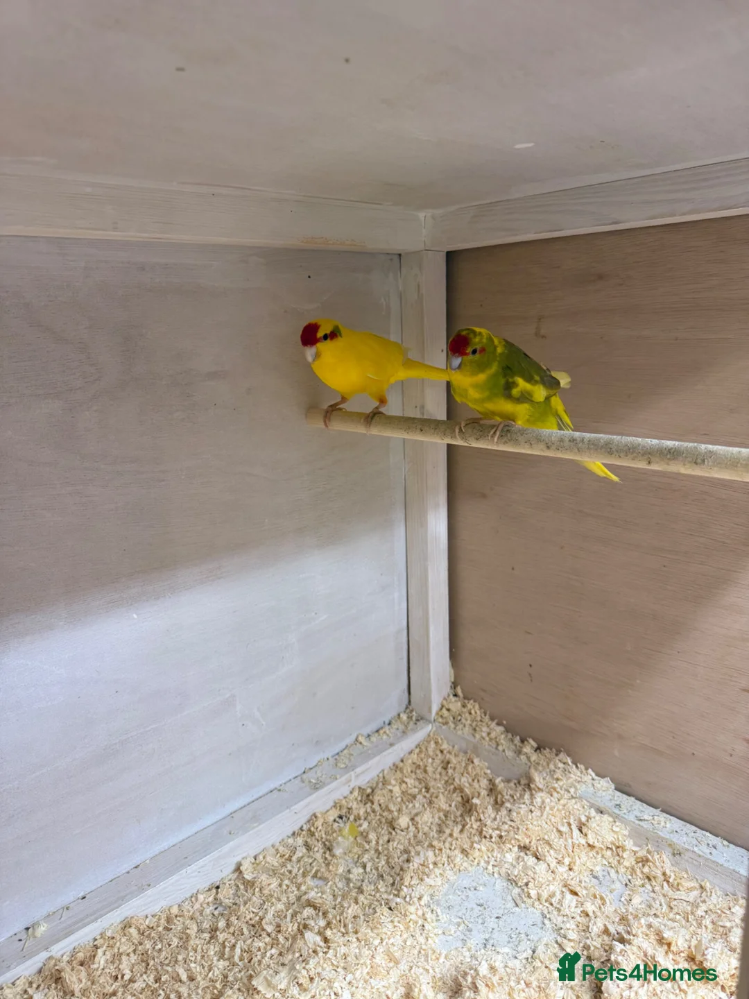 Parrots birds for sale: Proven Pair of Kakarikis  in York - Advert 1