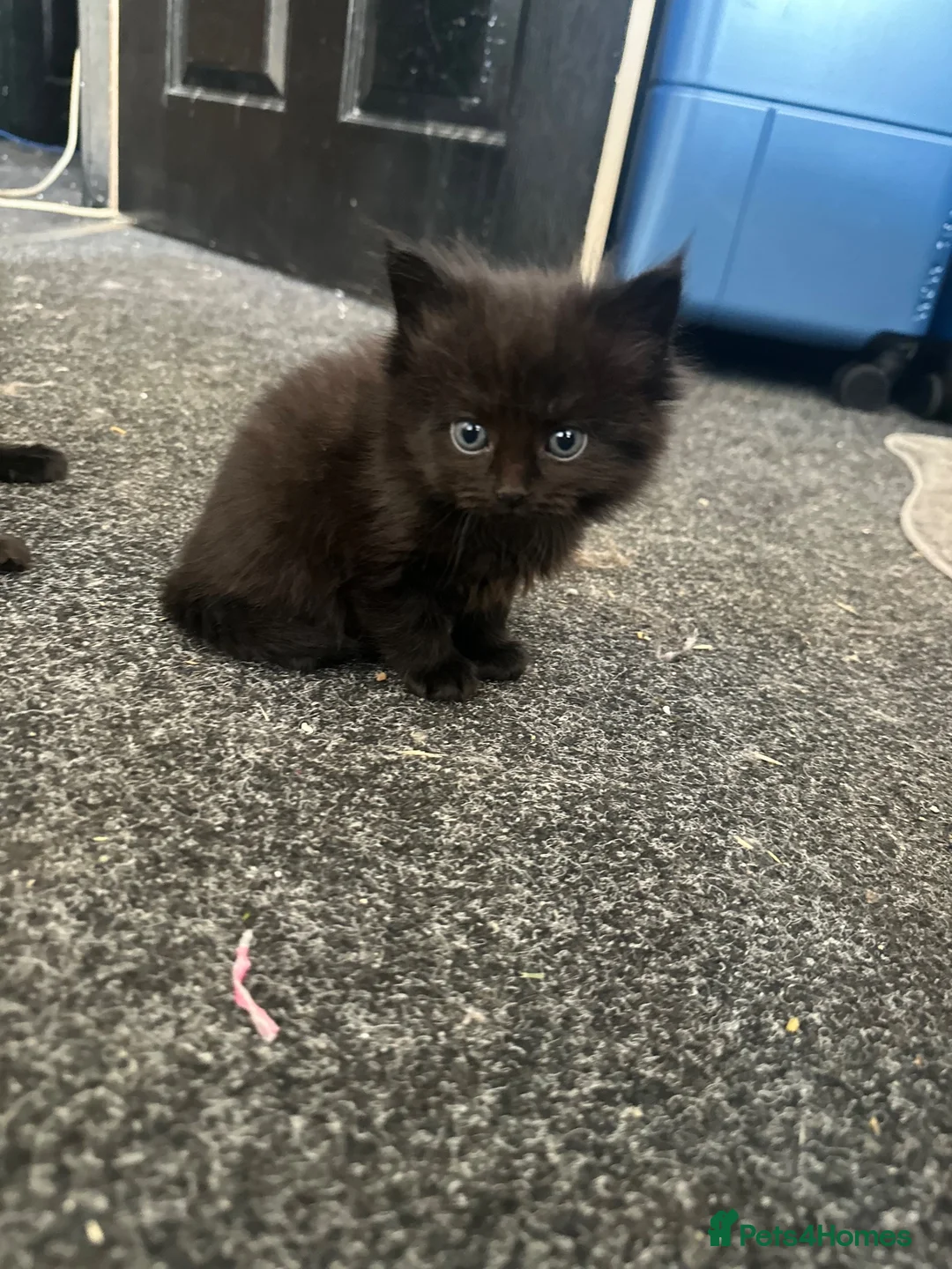 Mixed Breed cats for sale: Beautiful Maine Coon Cross kittens  - Advert 12