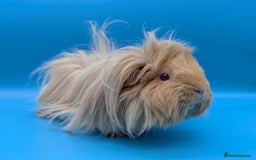 Guinea Pig rodents for sale: Guinea Pig Sow (Female) Adult - Image 1