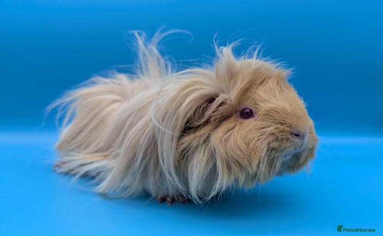 Guinea Pig rodents - Advert 3