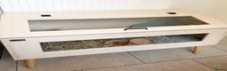 Pygmy Hedgehog rodents for sale: Male African Pygmy hedgehog  in Cheadle - Advert 3