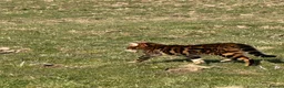 Bengal cats for sale: Exceptional Bengal Heritage Kittens in Llangammarch Wells - Advert 4