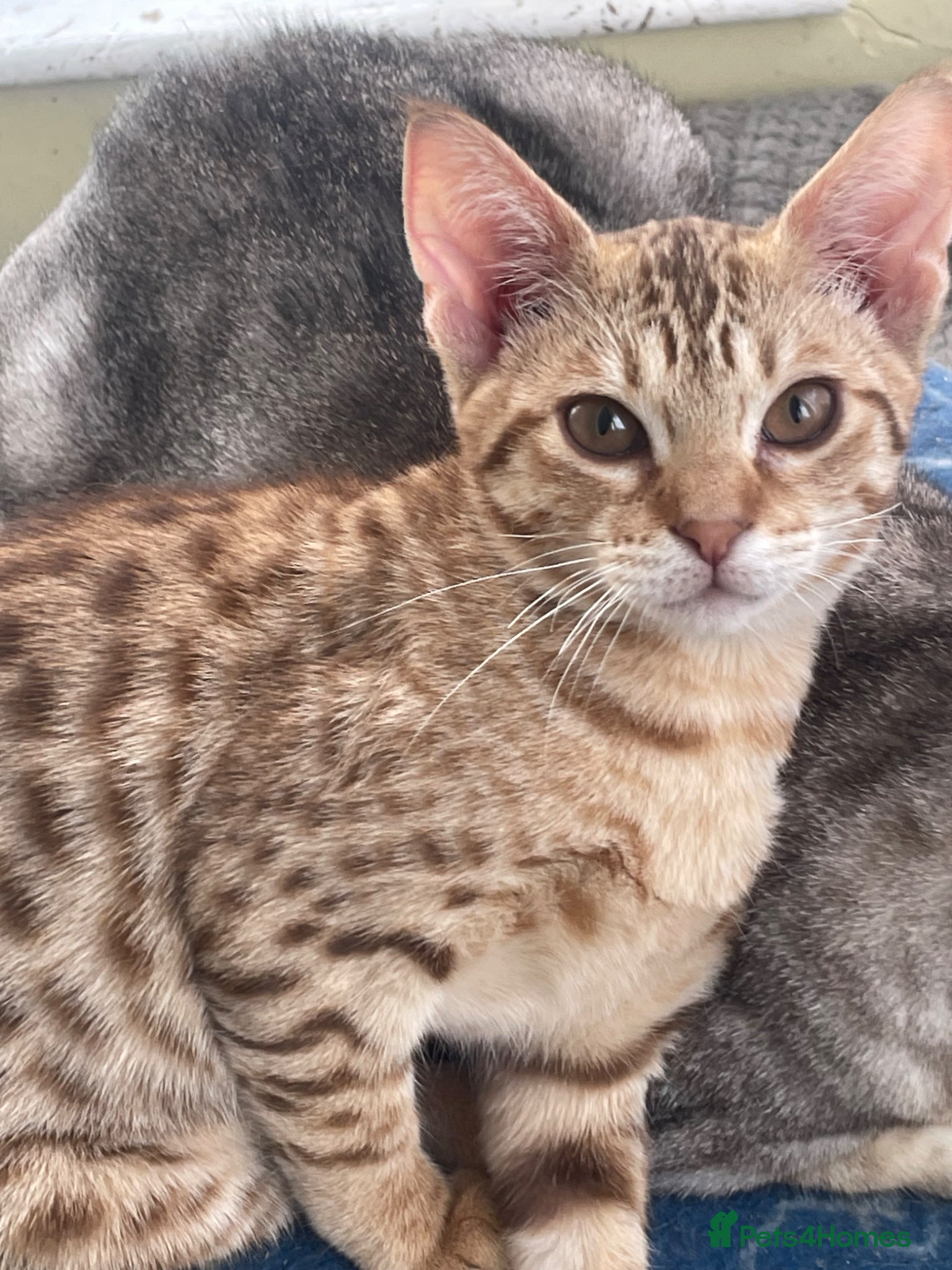 Ocicat cats Adorable Ocicat Kittens  - Advert 2