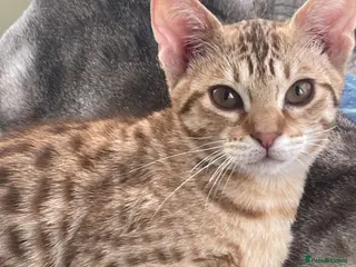 Ocicat cats Adorable Ocicat Kittens - Advert 2