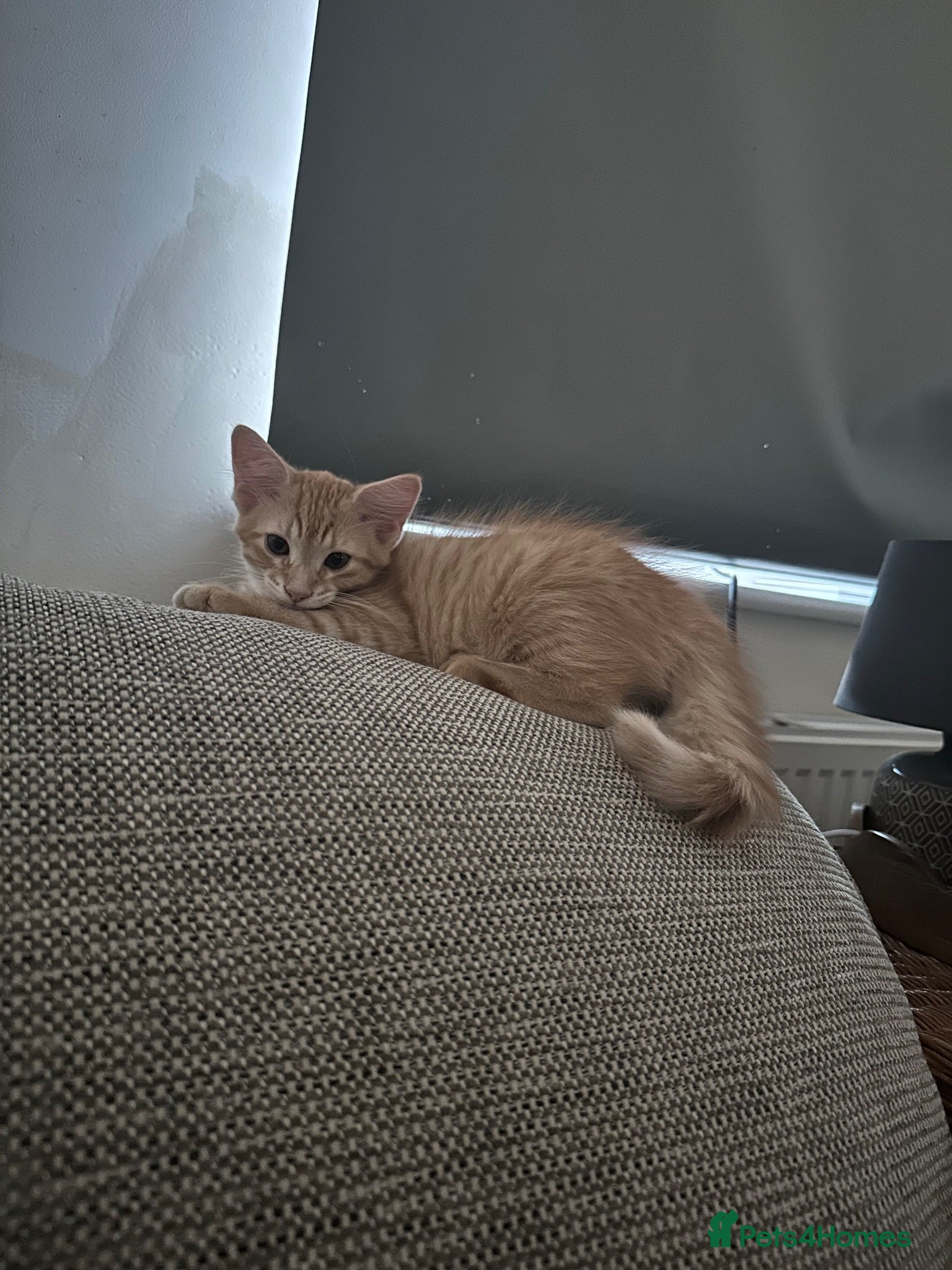 Mixed Breed cats Two male kittens just over 10 weeks  - Advert 1