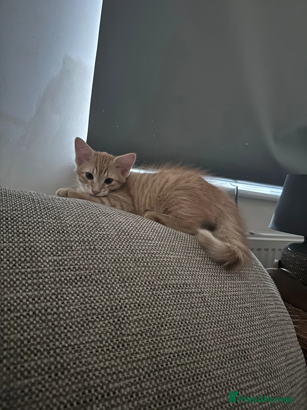 Mixed Breed cats for sale: Two male kittens just over 10 weeks  - Advert 1