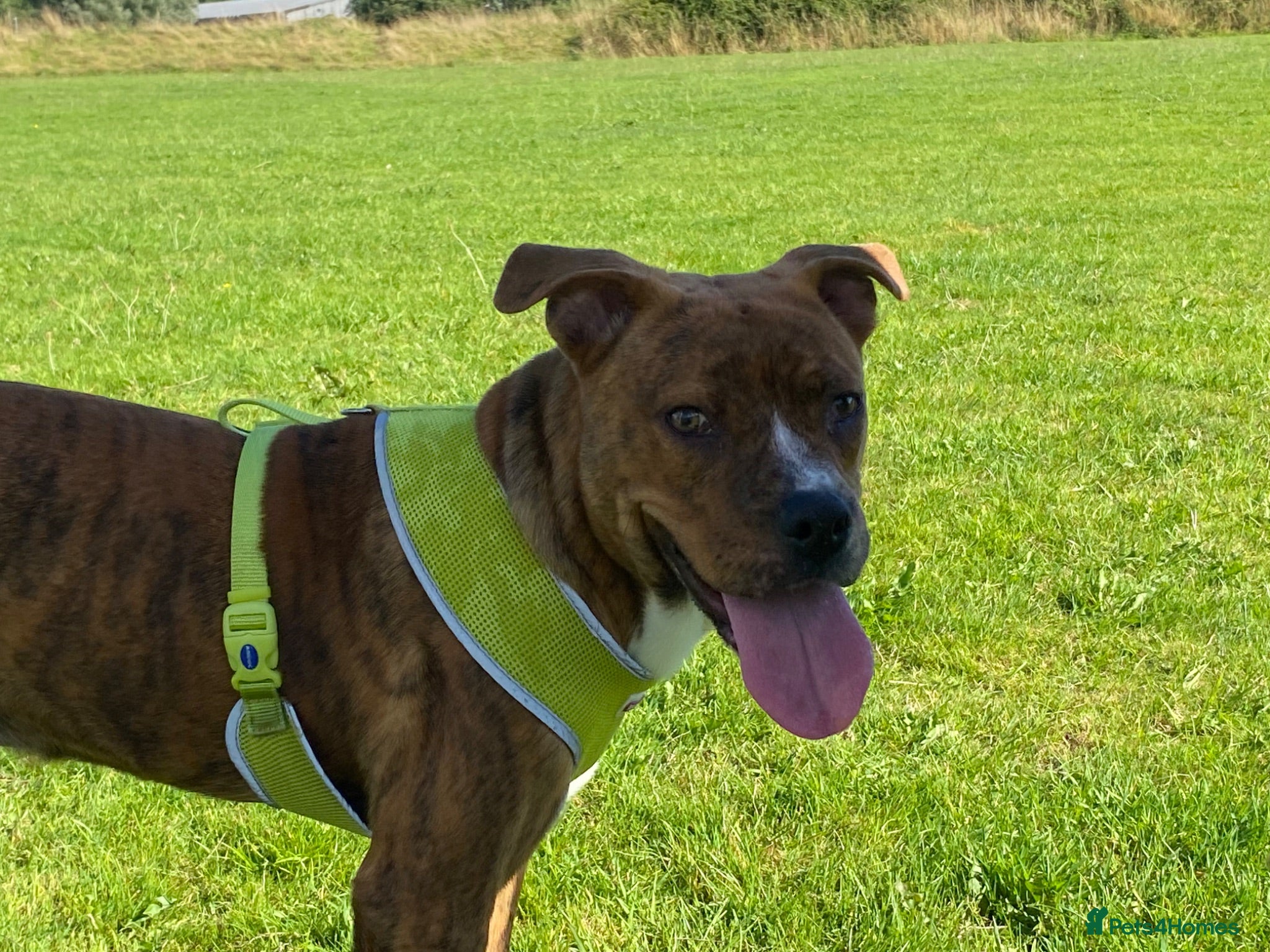 Mixed Breed dogs Reggie - Advert 1