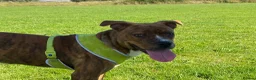 Mixed Breed dogs for sale: Reggie - Advert 1