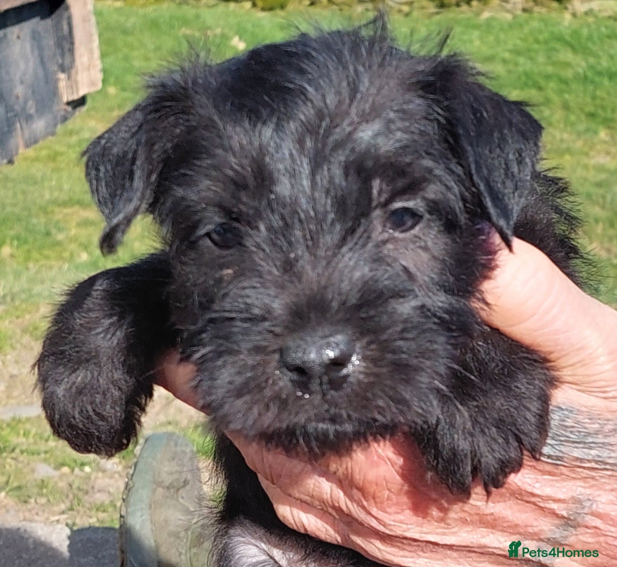 Patterdale Terrier dogs Gorgeous Patterdales  for sale - Advert 6