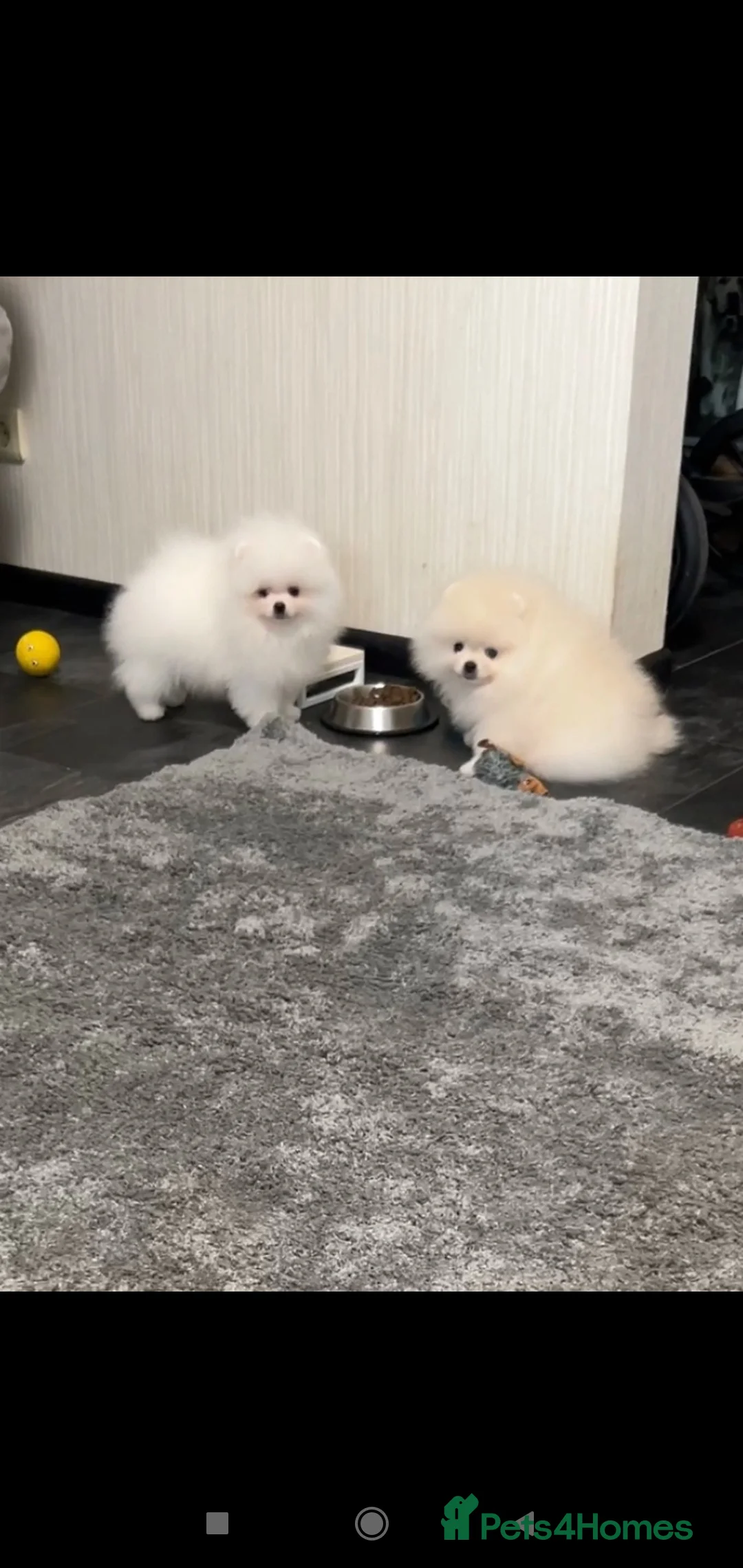 Pomeranian dogs for stud: Proven White Cream Pomeranian male for Stud in London - Advert 9