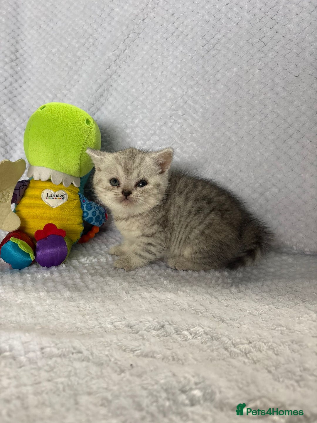 British Shorthair cats for sale: Gorgeous British shorthairs - Image 20