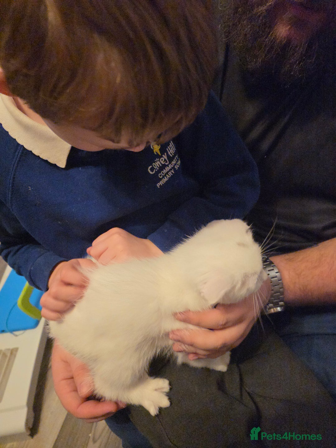 Mixed Breed cats for sale: Scottish fold x maine coon - Advert 3