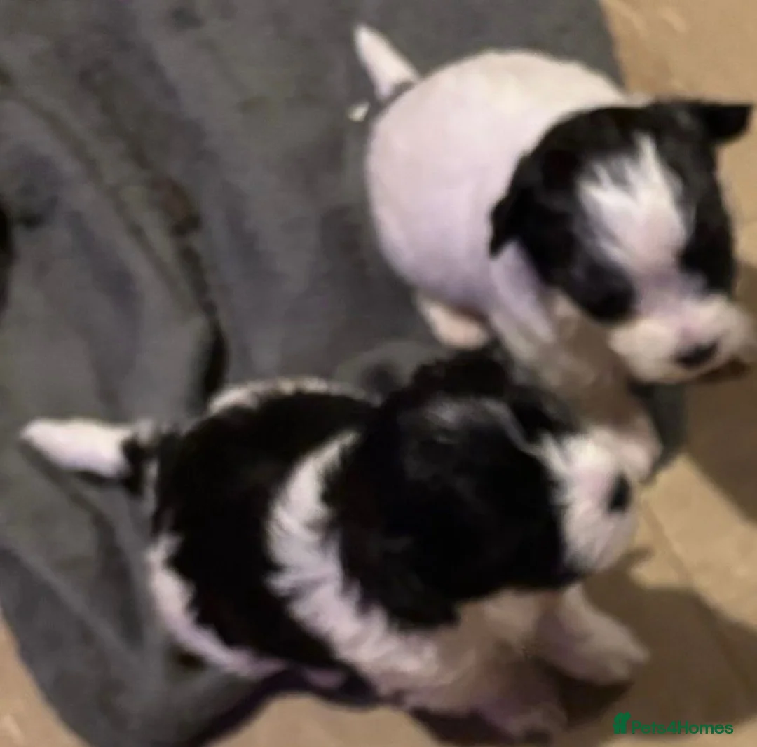 Maltipoo dogs for sale: Absolutely stunning F1 maltipoos - Advert 6