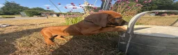 Rhodesian Ridgeback dogs for sale: Rhodesian Ridgebacks Ready to go - Advert 14