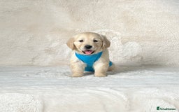Golden Retriever dogs for sale: Stunning golden retriever puppies for sale  - Image 18