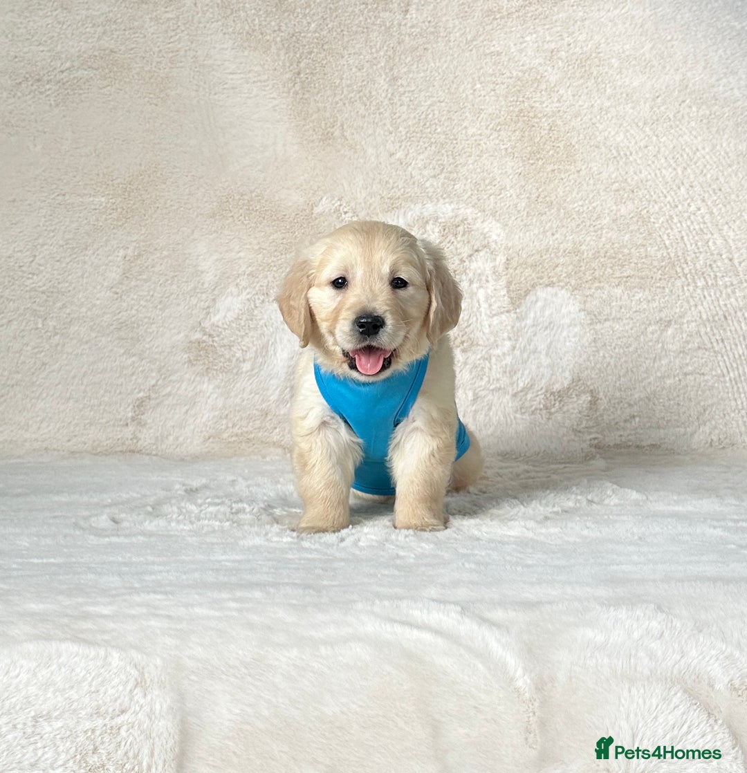 Golden Retriever dogs for sale: Stunning golden retriever puppies for sale  - Image 18