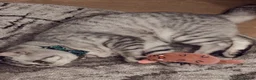British Longhair cats for sale:     Beautiful Chinchilla x British Shorthair Male  in Letchworth Garden City - Advert 7