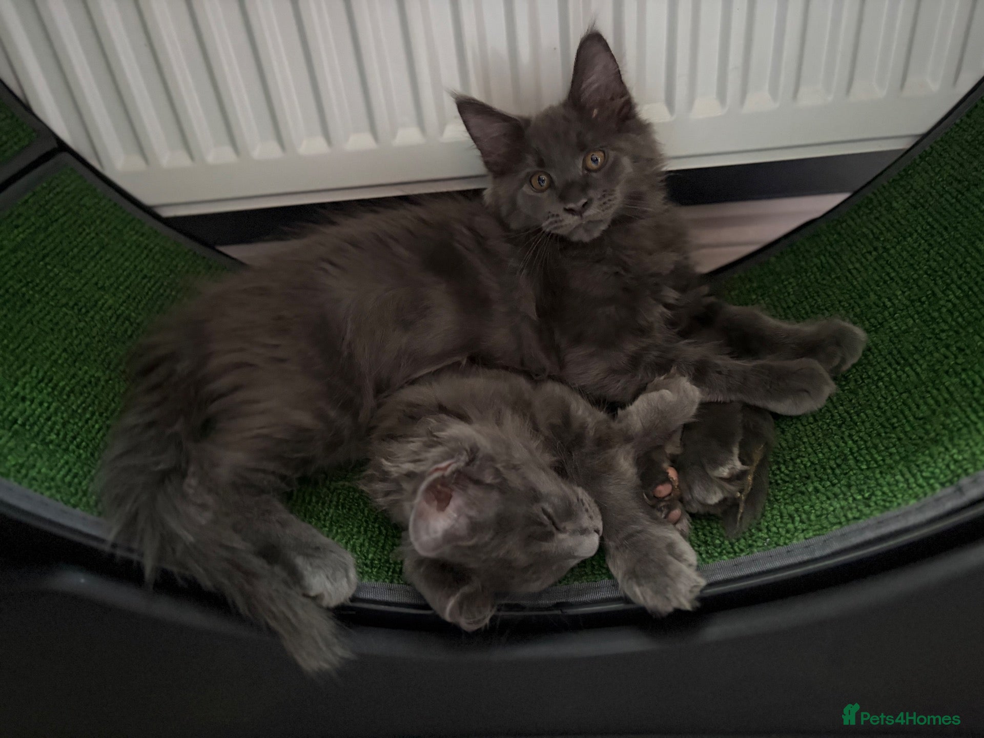 Maine Coon cats 12 week old PEDIGREE female maincoon - Advert 6