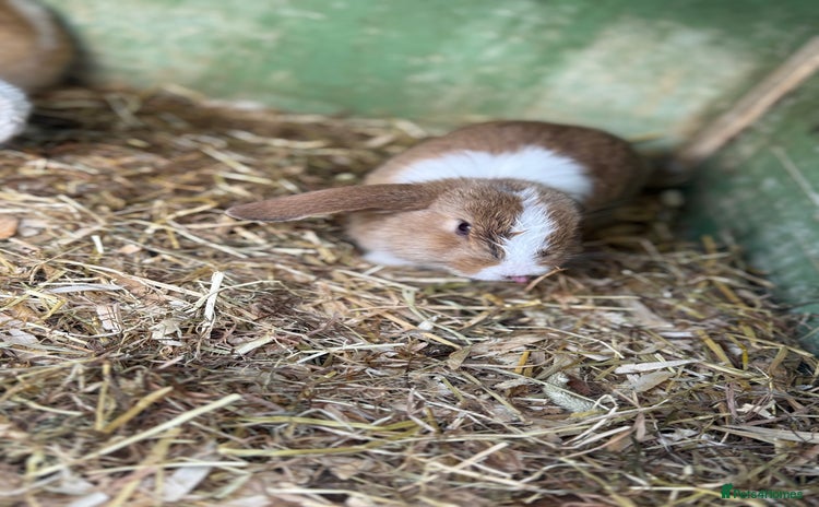Mini Lop rabbits - Advert 6