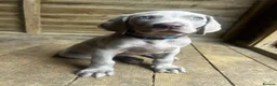 Weimaraner dogs for sale: Long & Short Haired Weimaraner KC reg - Advert 2