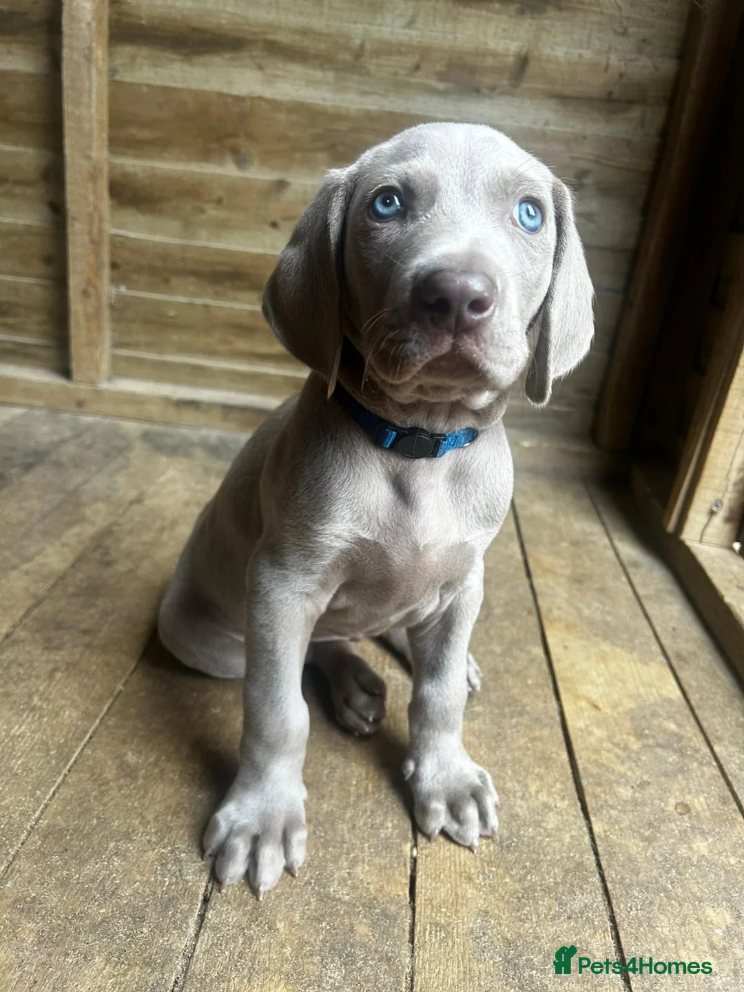 Weimaraner dogs for sale: Long & Short Haired Weimaraner KC reg - Advert 2