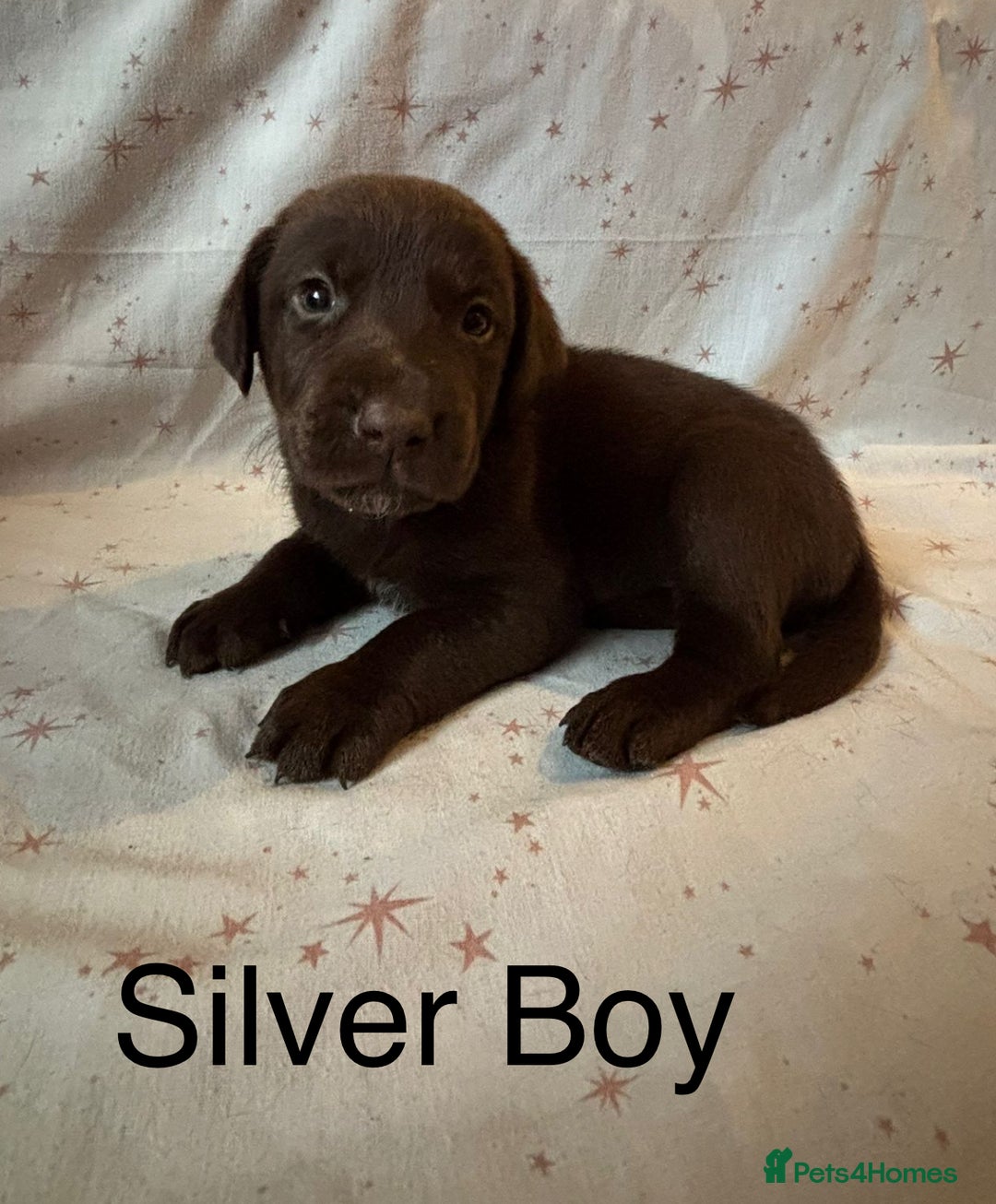 Labrador Retriever dogs for sale: Beautiful KC Chocolate Labrador Retriever puppies - Advert 5