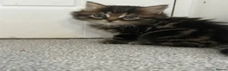 Mixed Breed cats for sale: British short hair Cross - Advert 6