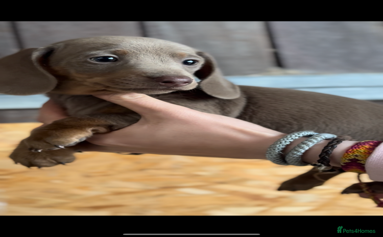 Miniature Dachshund dogs - Advert 5