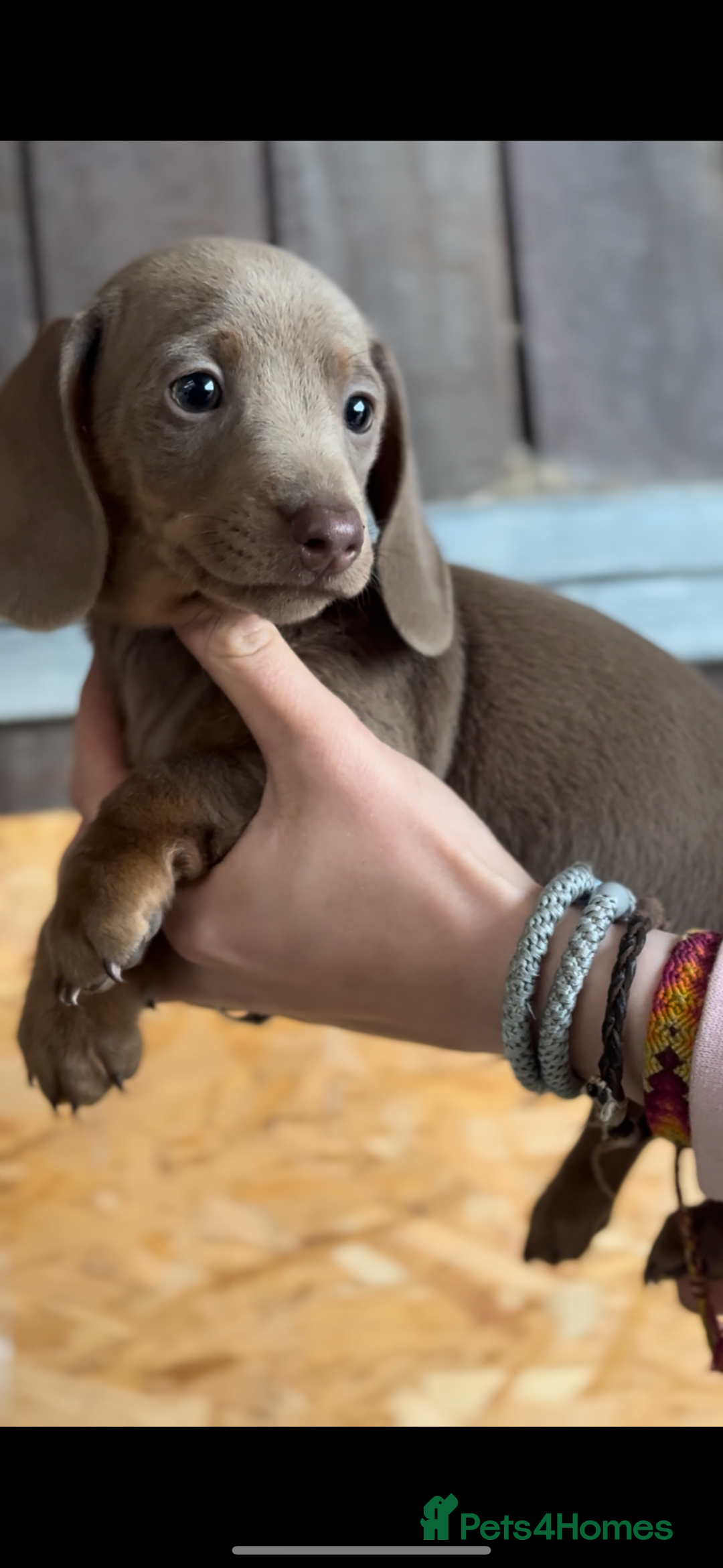 Miniature Dachshund dogs for sale: Gorgeous Miniature Daschund puppies 🐶🤍  - Image 1