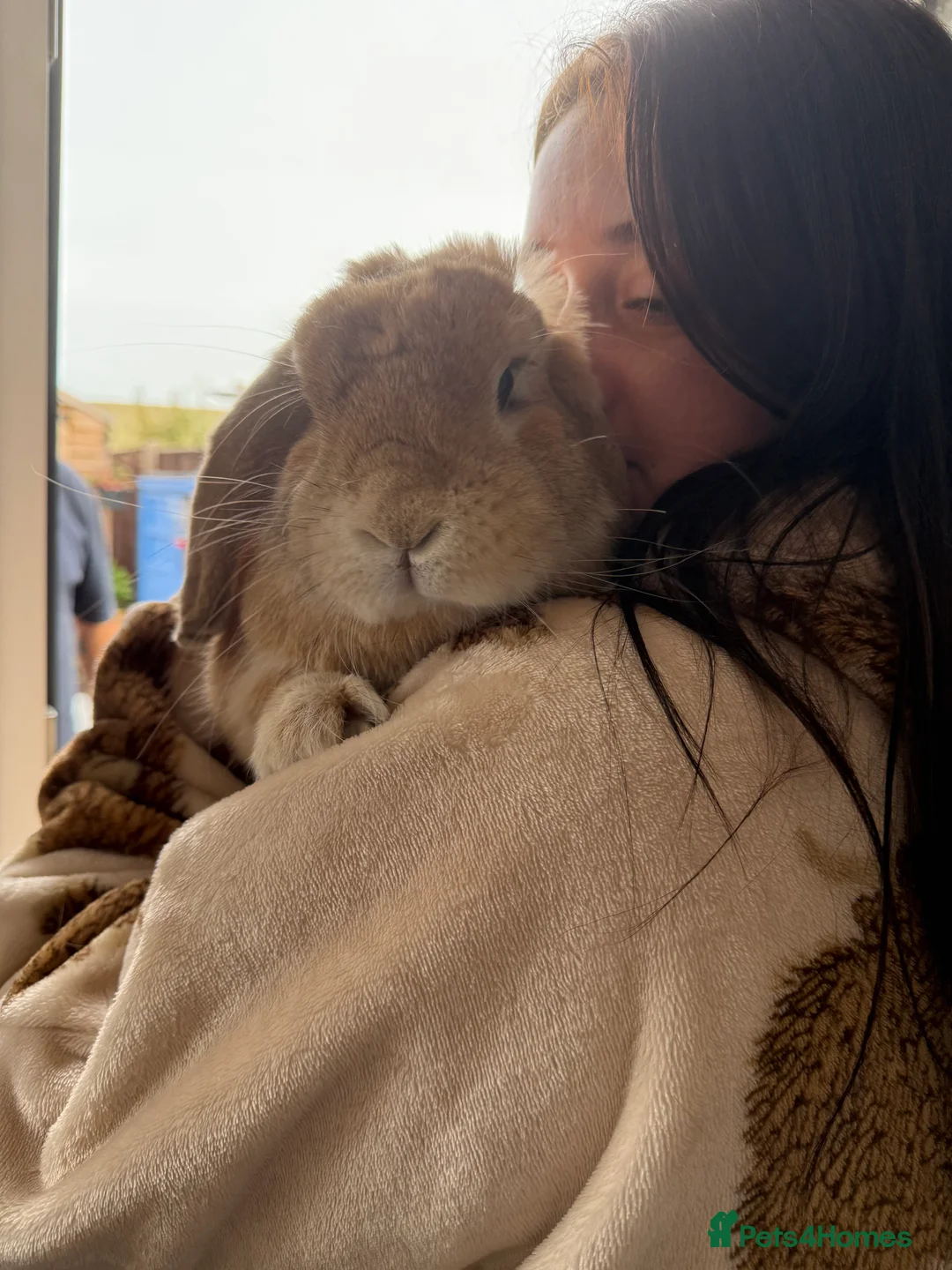 French Lop rabbits for sale: 3 YEAR OLD FRENCH LOP RABBIT  - Advert 2