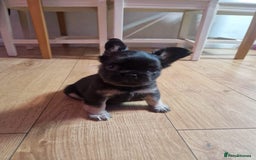 French Bulldog dogs for sale: Lua - Frenchie Fluffy - Image 3