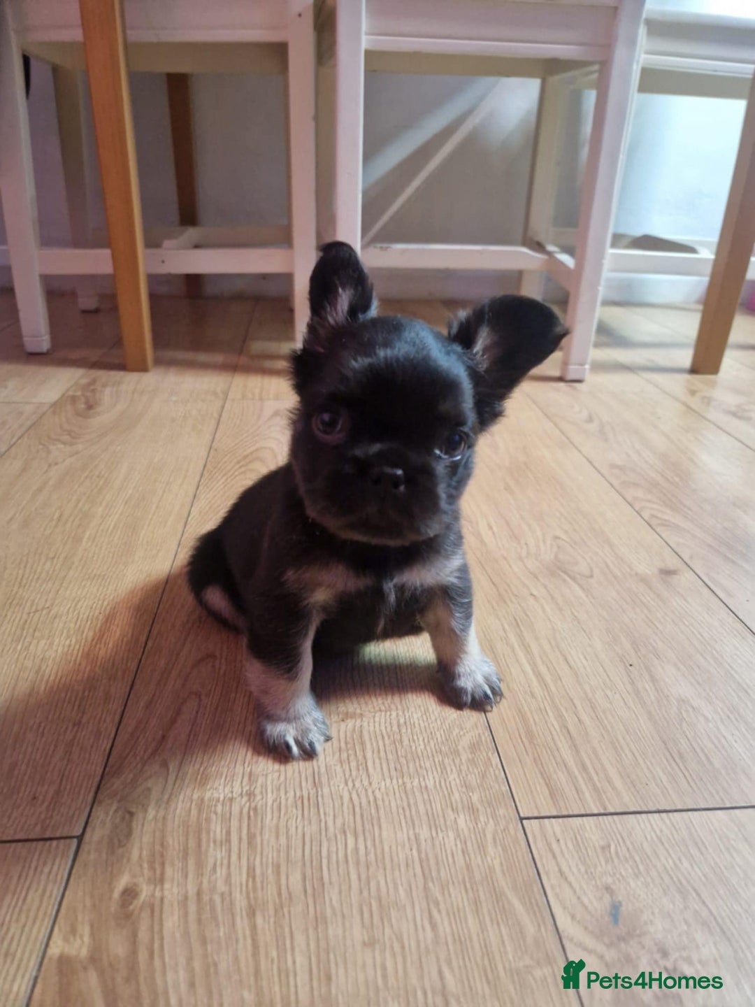 French Bulldog dogs for sale: Lua - Frenchie Fluffy - Image 3