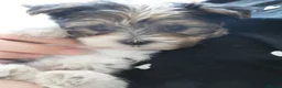 Yorkshire Terrier dogs for sale: Three Beautiful Little Yorkshire Terrier Puppies in Exeter - Advert 27