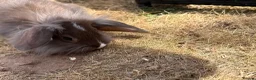 Mini Lop rabbits for sale: Rex/mini lop/mini lop x lion head bunnies. - Advert 17