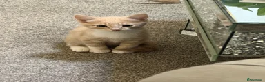 Domestic Shorthair 1