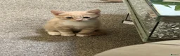 Domestic Shorthair cats for sale: Beautiful kittens Looking for Their Forever Homes - Advert 2