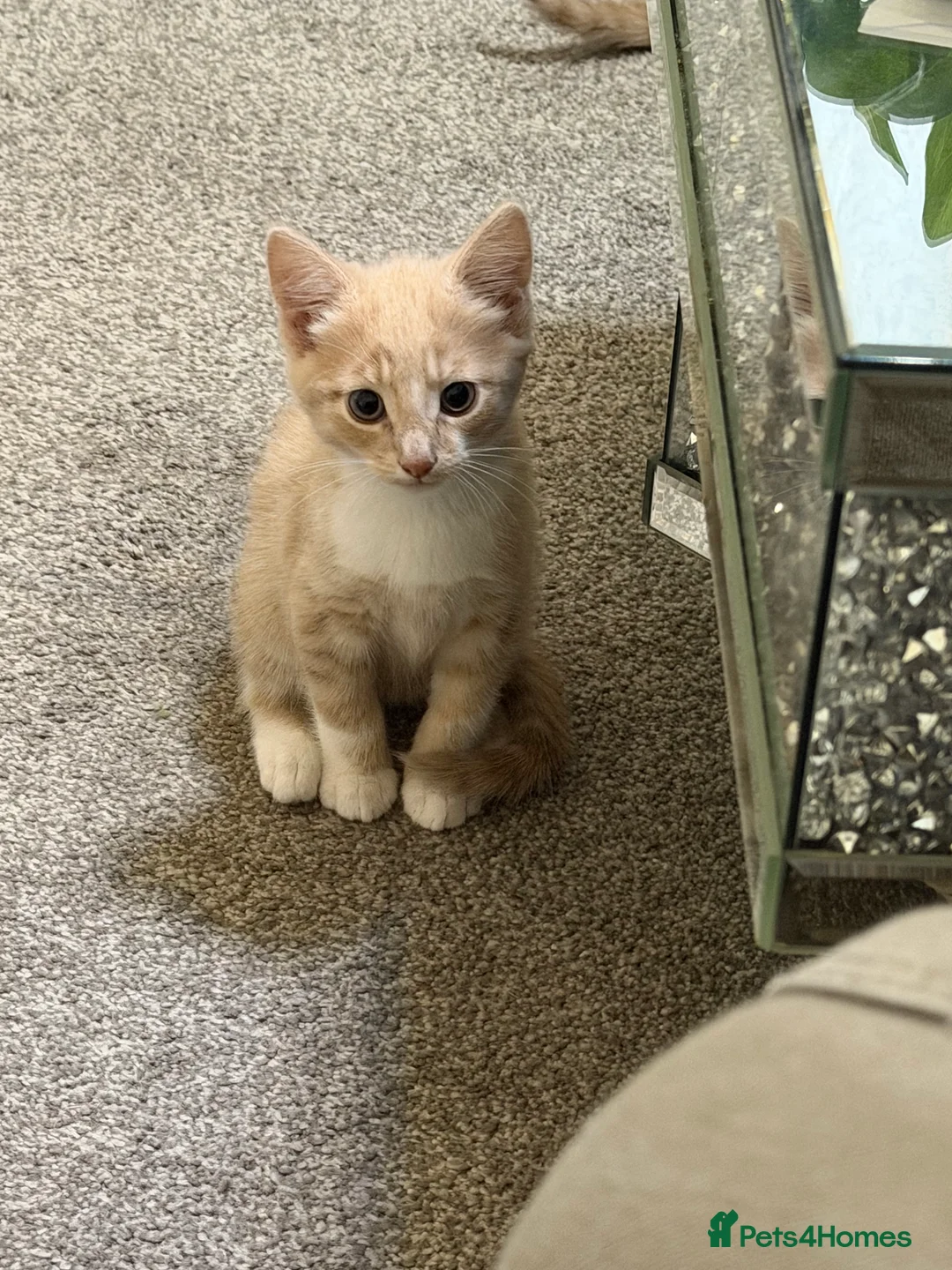 Domestic Shorthair cats for sale: Beautiful kittens Looking for Their Forever Homes - Advert 2