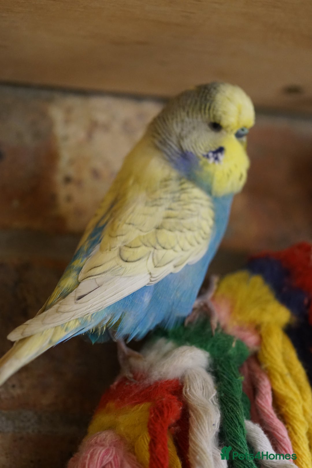 Budgerigars birds for sale: Budgies  - Advert 13