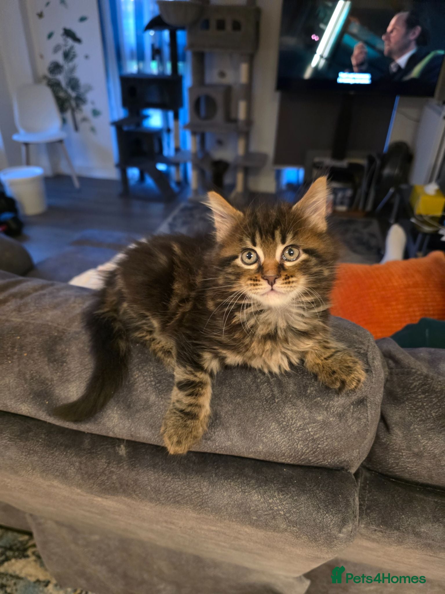 Maine Coon cats Gorgeous maincoon max very lovely kittens - Advert 1