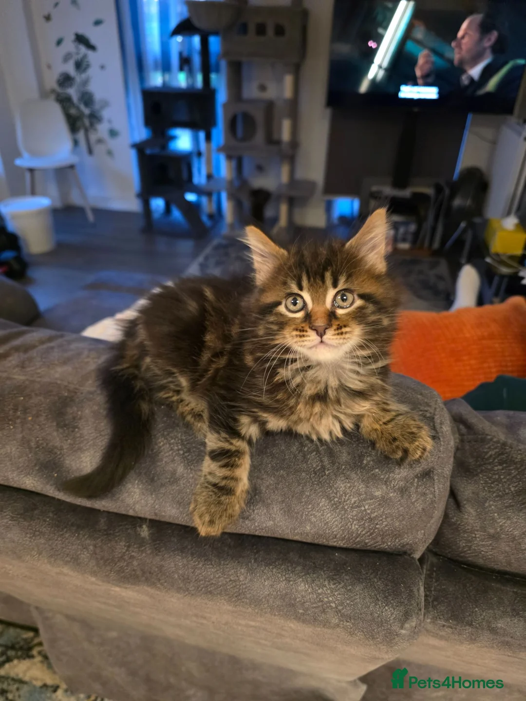Maine Coon cats for sale: Gorgeous maincoon max very lovely kittens in Wembley - Advert 1