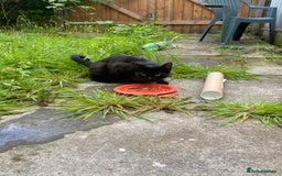 Russian Blue cats for sale: Young stray cat & 3 kittens looking for a home - Image 1
