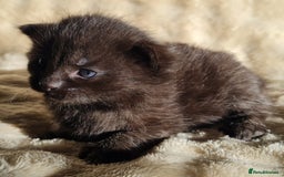 Maine Coon cats for sale: MAINE COONE KITTENS POLYDACTYL&NON POLYDACTYL   - Advert 31