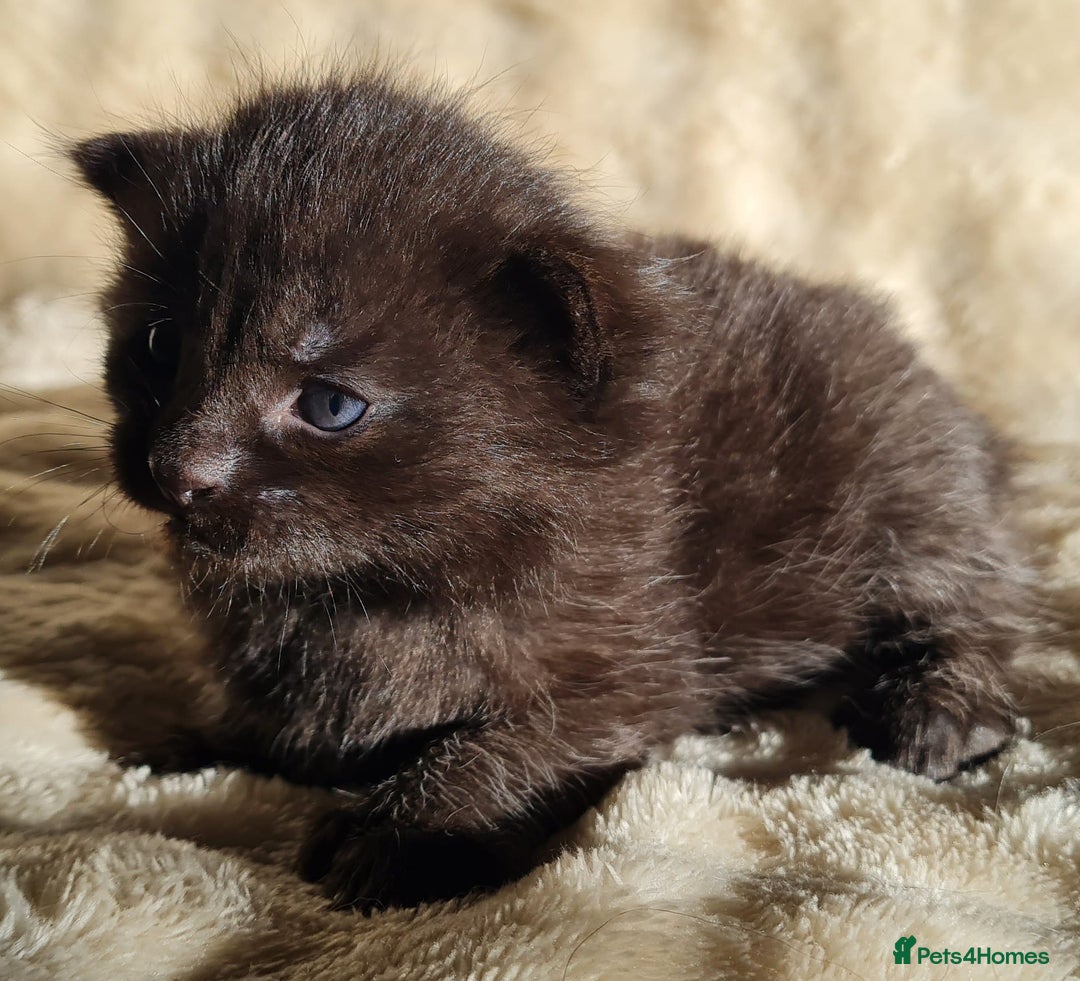 Maine Coon cats for sale: MAINE COONE KITTENS POLYDACTYL&NON POLYDACTYL   - Advert 31