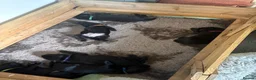Labrador Retriever dogs for sale: Beautiful black labs KC registered  - Advert 8