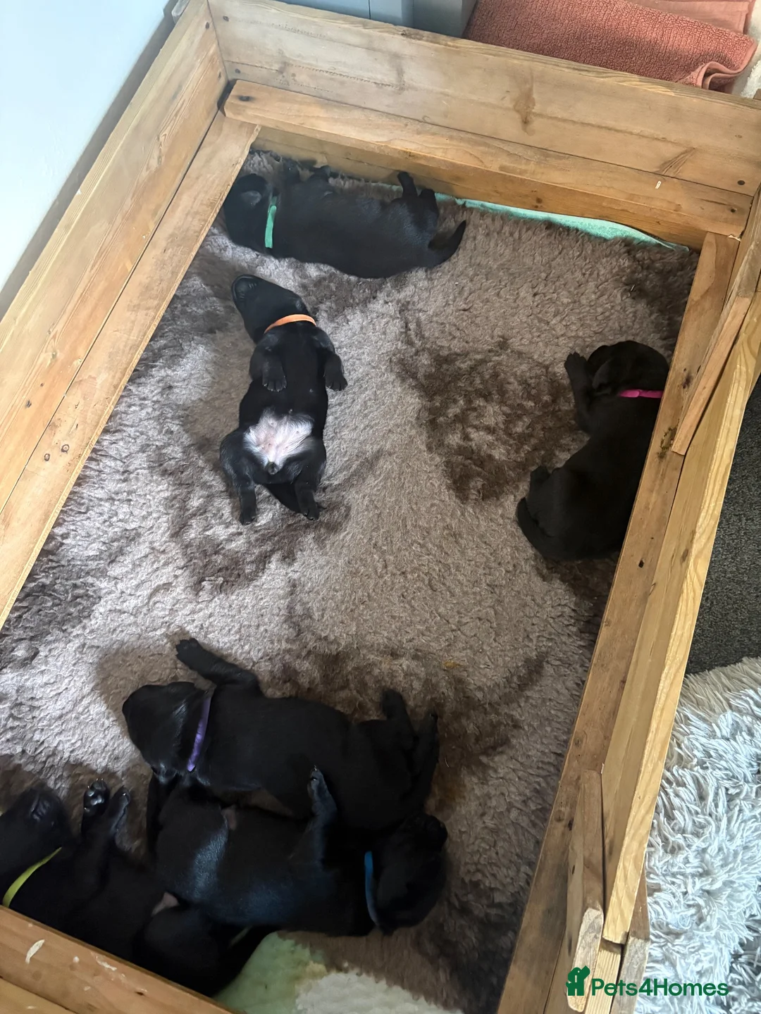 Labrador Retriever dogs for sale: Beautiful black labs KC registered  - Advert 8