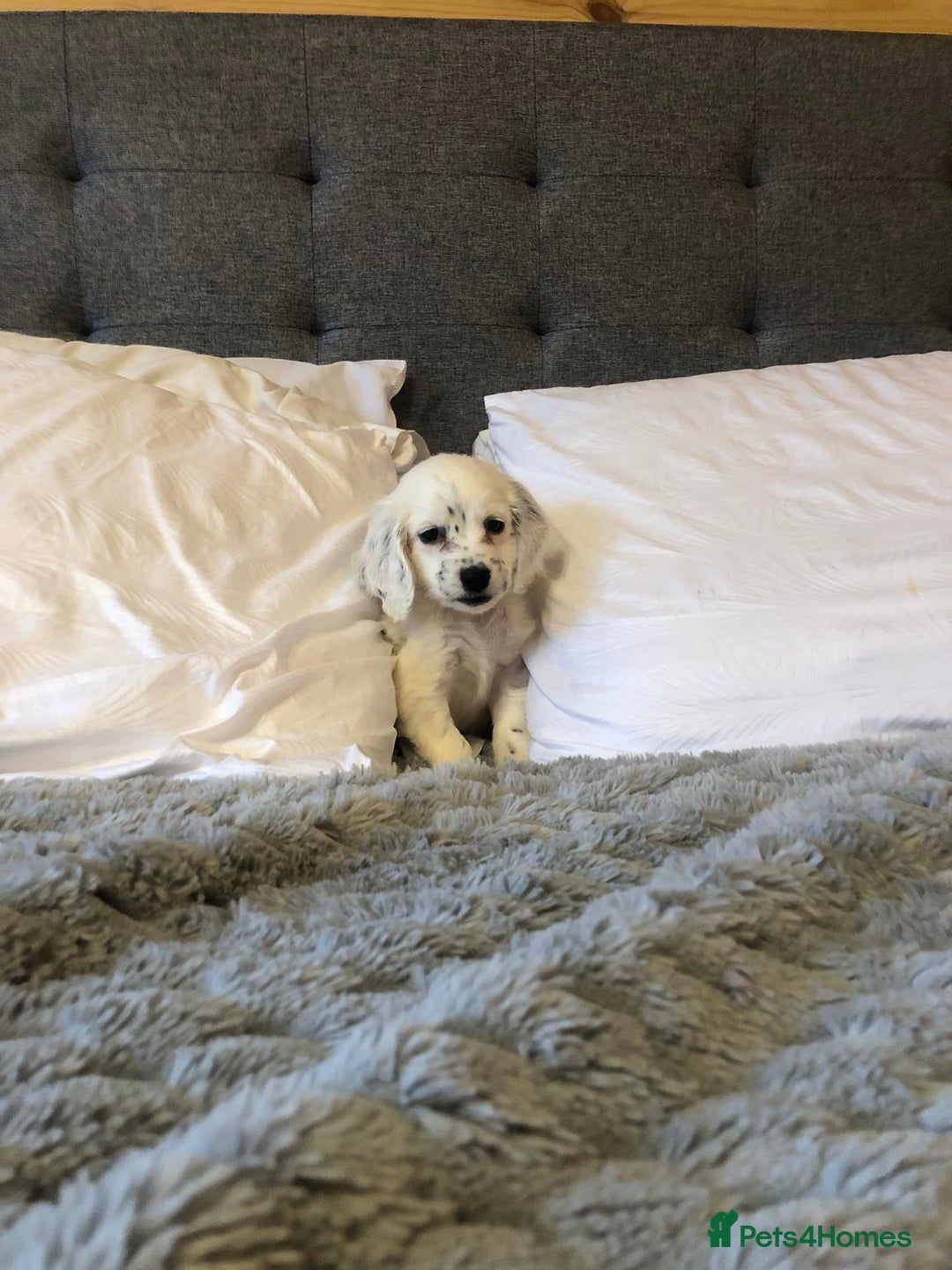 Cocker Spaniel dogs for sale: Full Cocker Spaniel Male Puppy - Advert 2