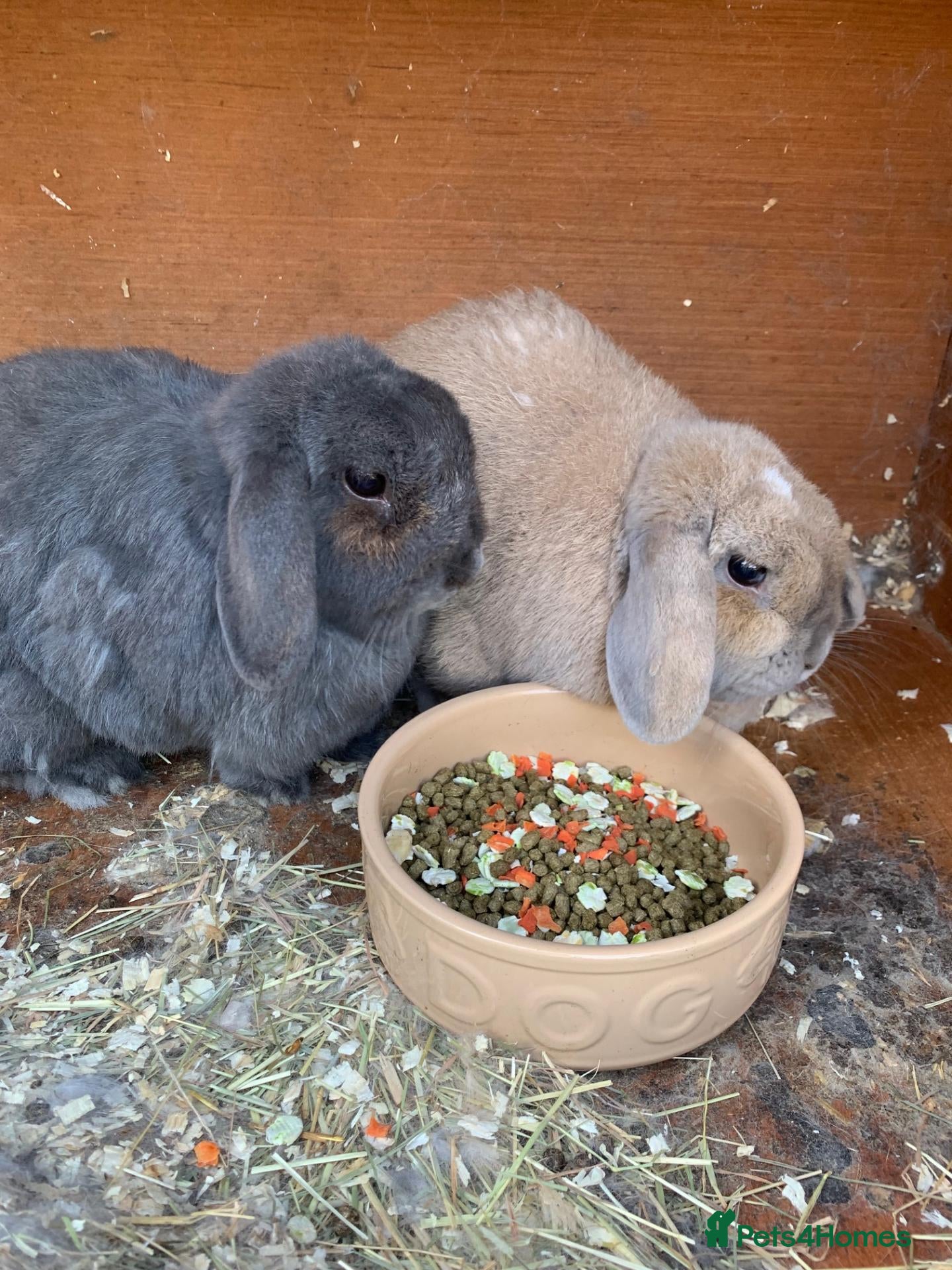 Mini Lop rabbits Betty & Pam - urgently need a new home with grass! - Advert 1